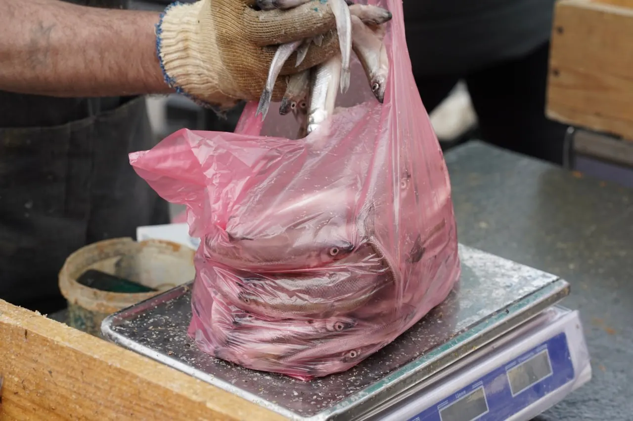 Специалисты считают, что нефтяные пятна от атак беспилотников не добрались до мест нереста корюшки; для потребителей важны проверки и правильное хранение рыбы.