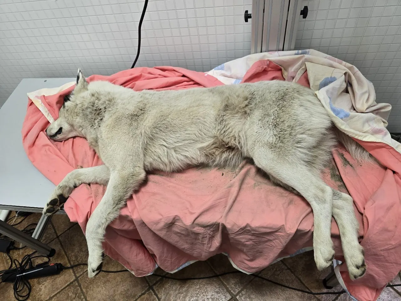 У поселка Приветнинское обнаружили двух раненных собак, их доставили в клинику в Выборге. Волонтёры объявили сбор средств на лечение и сообщили в полицию.