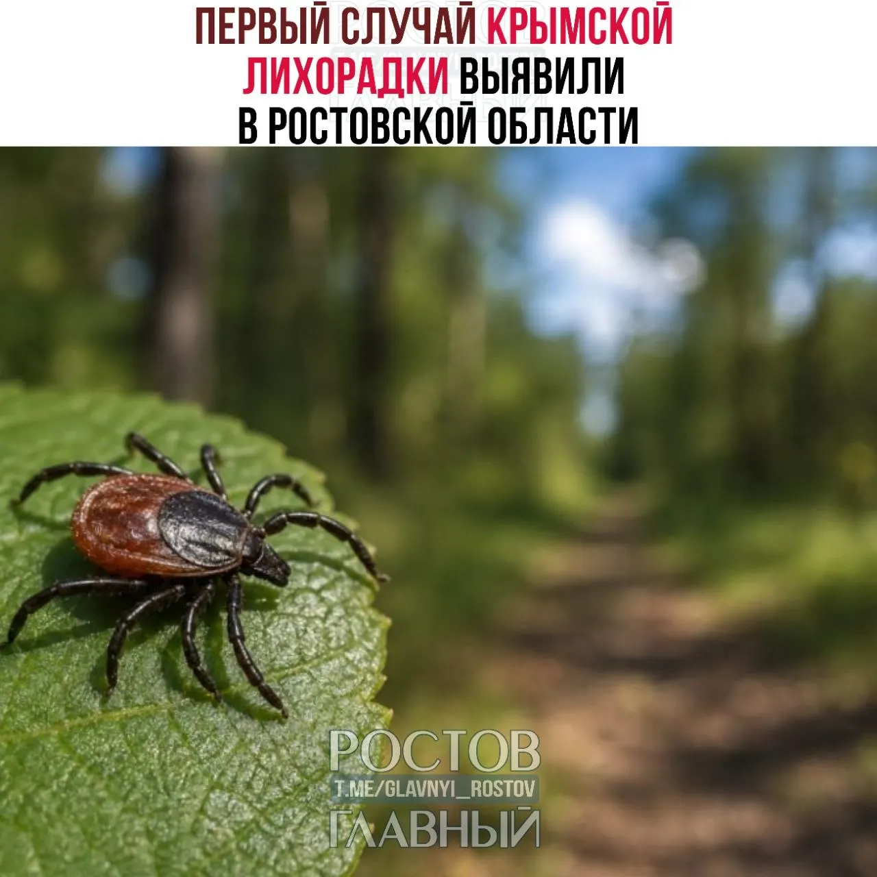 Мужчина заразился после того, как раздавил клеща голыми руками. С начала сезона за укусами клещей обратились более тысячи человек, почти половина — дети. Территории продолжают обрабатывать от паразитов.