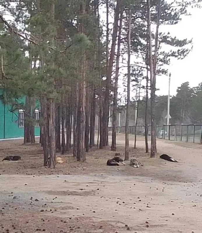 Несколько бездомных собак несколько месяцев обосновались у спортшколы №1 в микрорайоне Северный Читы: животные ведут себя агрессивно, жители жалуются на медленную реакцию служб.