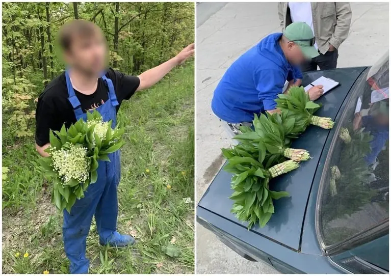 В Тольятти проводят рейды против торговли редкими первоцветами: за сбор и продажу ландышей предусмотрен штраф от 1,5 до 5 тысяч рублей.