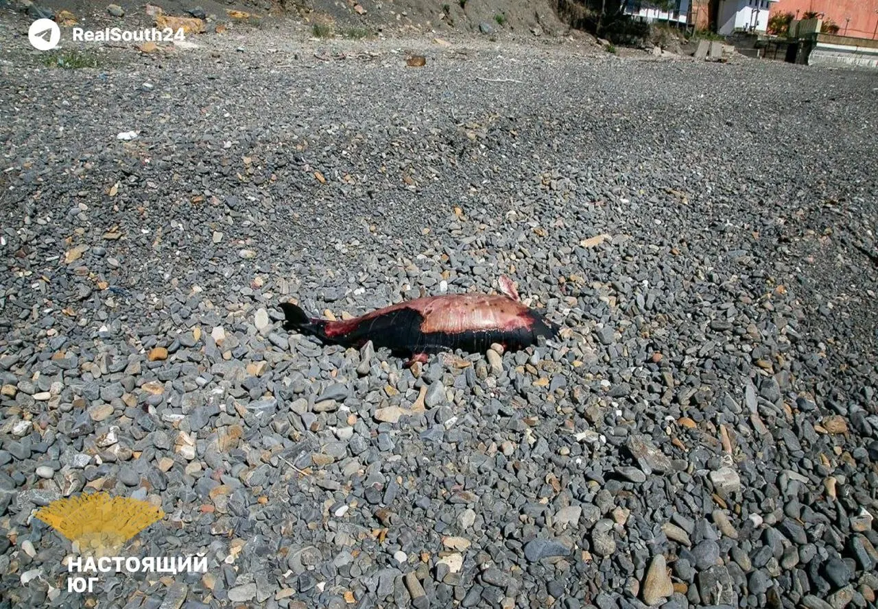 В Туапсе 16 человек, в том числе шесть детей, временно проживают в гостиницах после повреждения их домов при атаках беспилотников. На побережье вывезли тысячи кубометров загрязнённого грунта и мазутной смеси, но место утилизации отходов не разглашают.