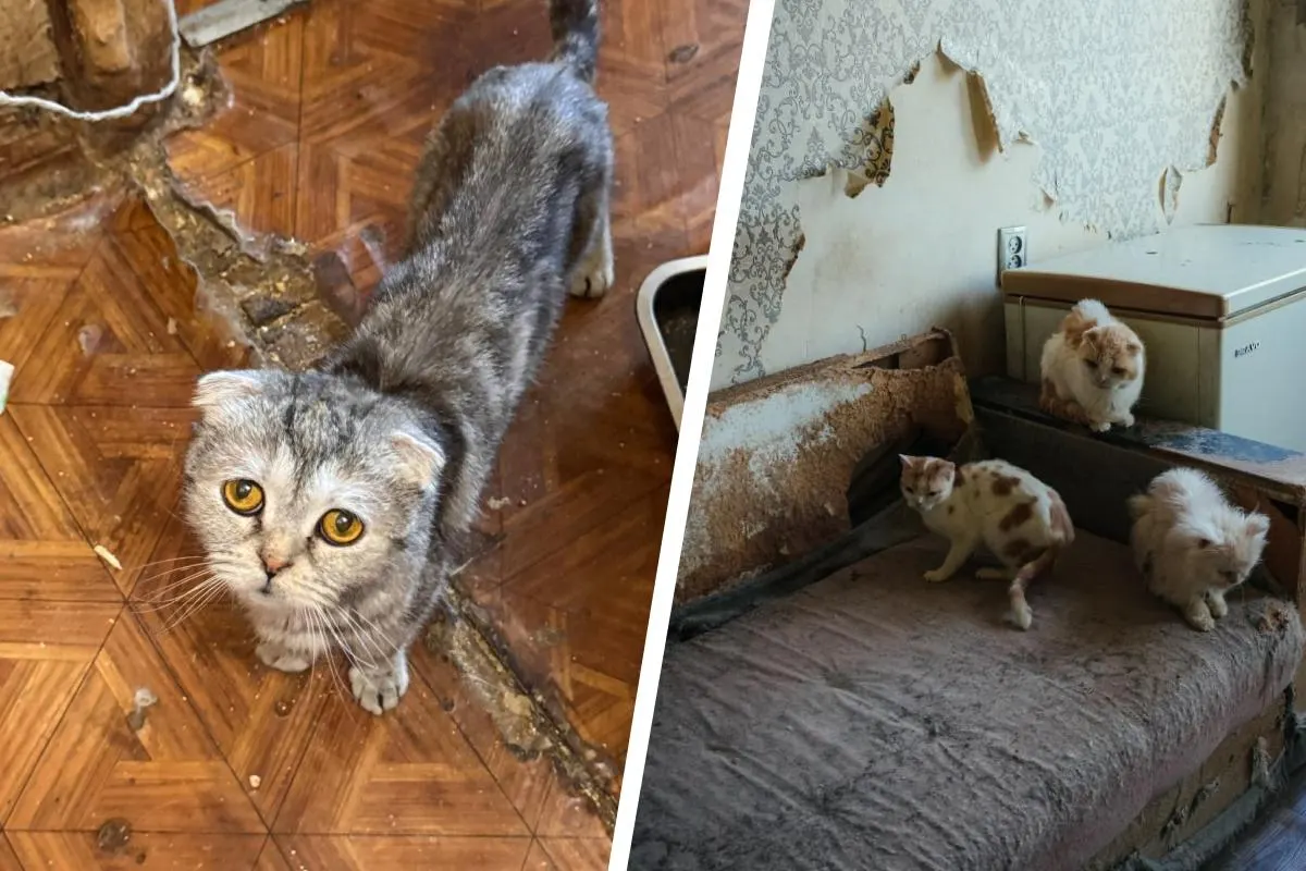 В квартире обнаружили 46 вислоухих кошек с явными физическими отклонениями — хозяйка потеряла контроль над размножением животных, большинство нуждается в помощи.