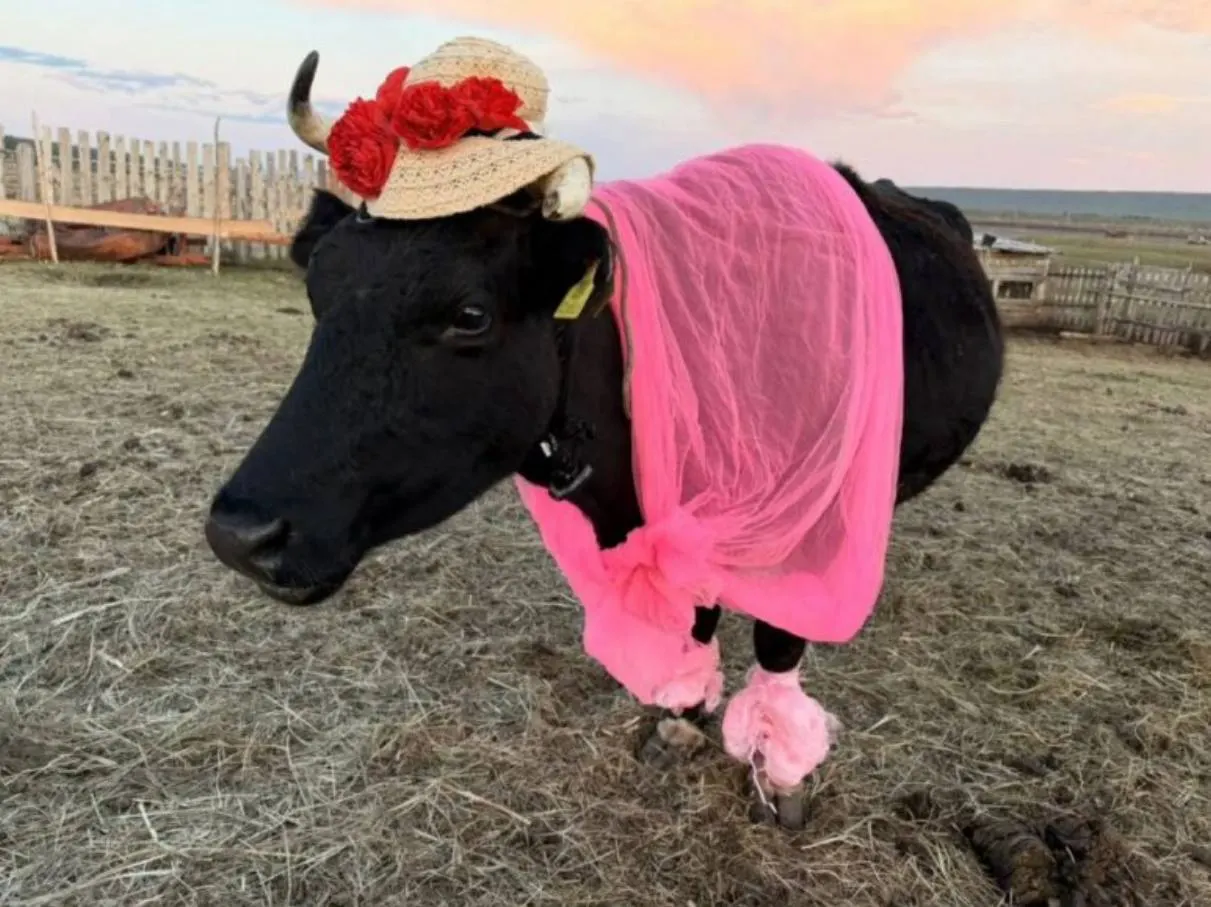 В селе Хоринцы в День Сайылыка прошёл конкурс украшенных коров. Победительницей стала корова в шляпке — хозяйке вручили 5 тысяч рублей; другие участницы получили денежные призы.