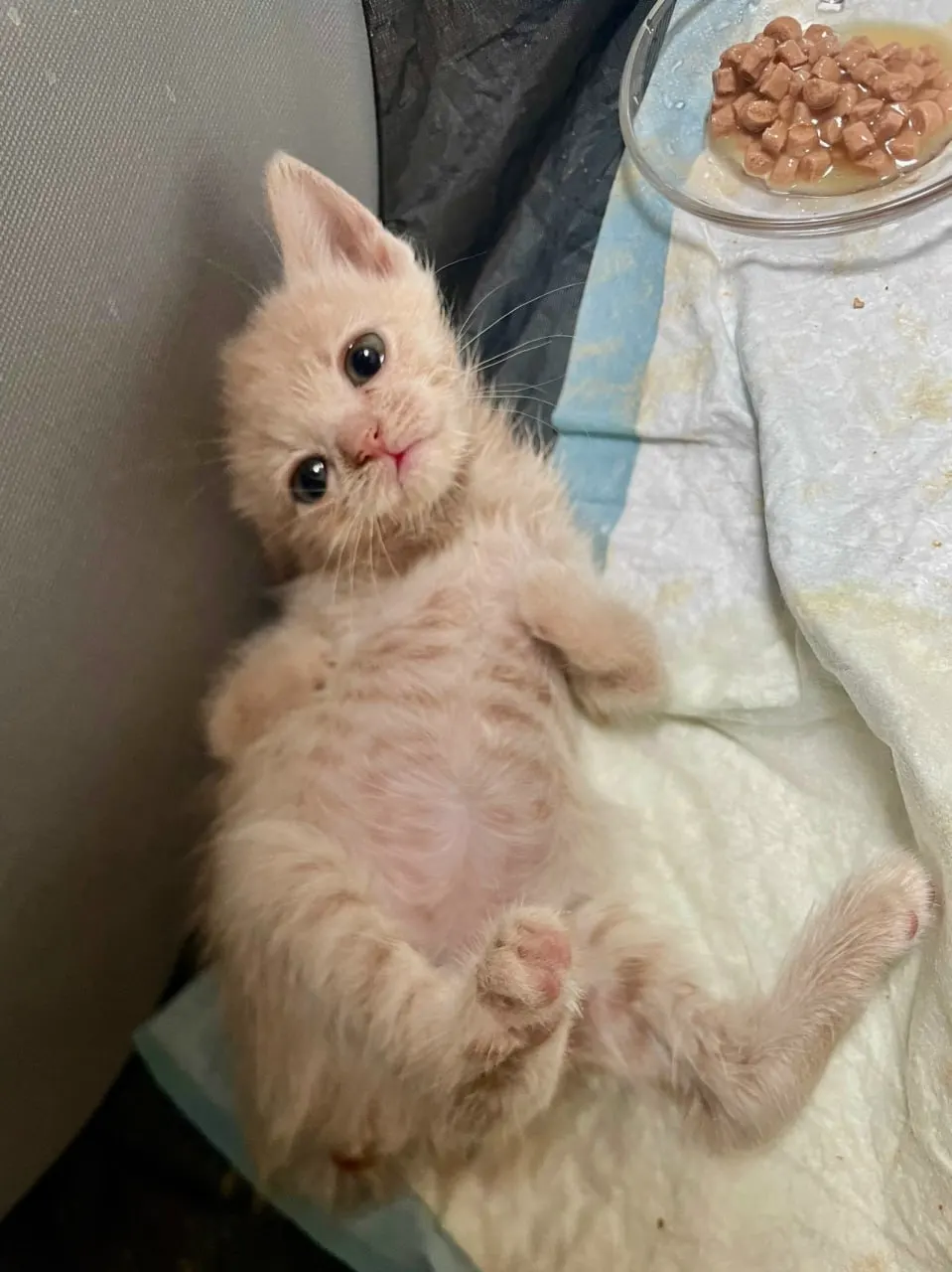 Двух крошечных котят нашли в коробке на парковке железнодорожного вокзала — волонтёры ищут свидетелей и просят помочь животным.