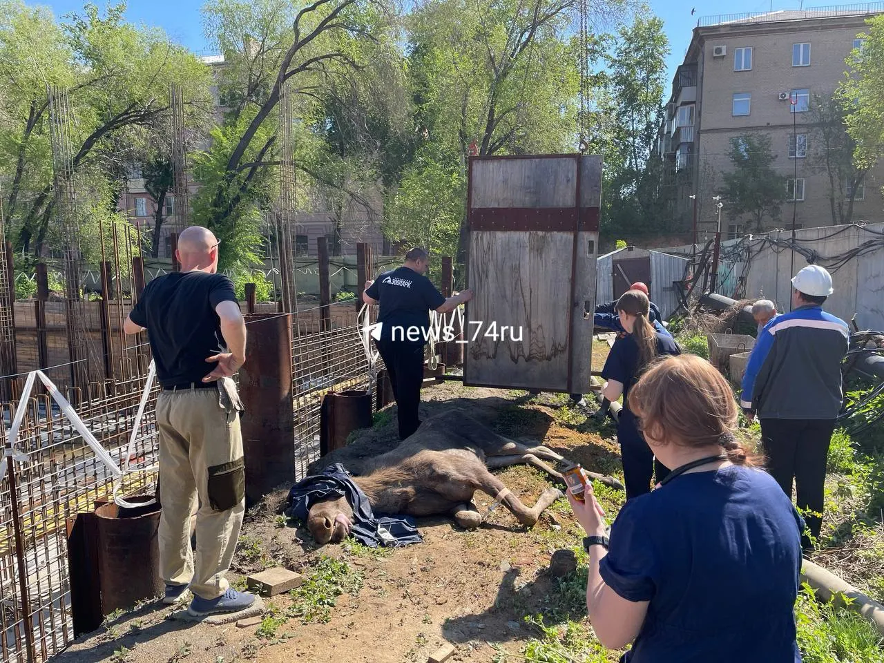 Лосиху, гулявшую по городу, успокоили и планируют перевезти обратно в лес. Специалисты отмечают, что животное в порядке.