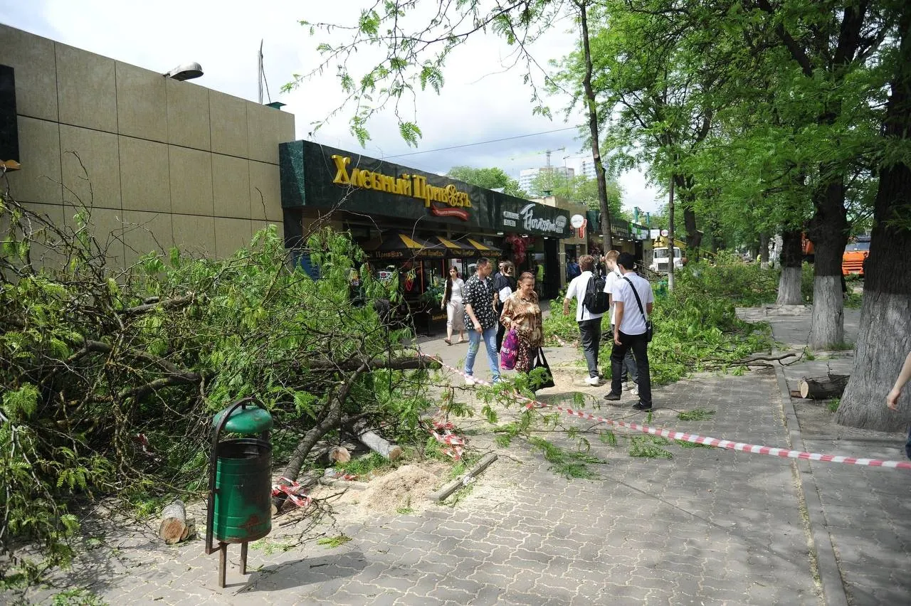 В Октябрьском районе Ростова-на-Дону продолжаются работы по опиловке и удалению аварийных деревьев в районе ЦГБ и на участке проспекта Ворошиловского, относящемся к району.
