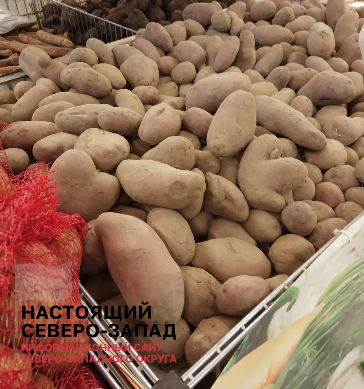 В ряде областей аграрии столкнулись с резким снижением закупок со стороны сетей: часть картофеля приходится выбрасывать из‑за отсутствия спроса и условий хранения, оставшееся продают с большими скидками.