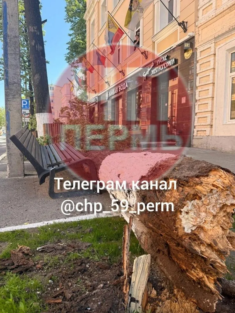 Утром на улице Советской в Перми старая липа рухнула на проходивших мимо женщину и ребёнка. Пострадавших извлекли, женщине помощь оказали на месте, ребёнку назначено амбулаторное лечение.