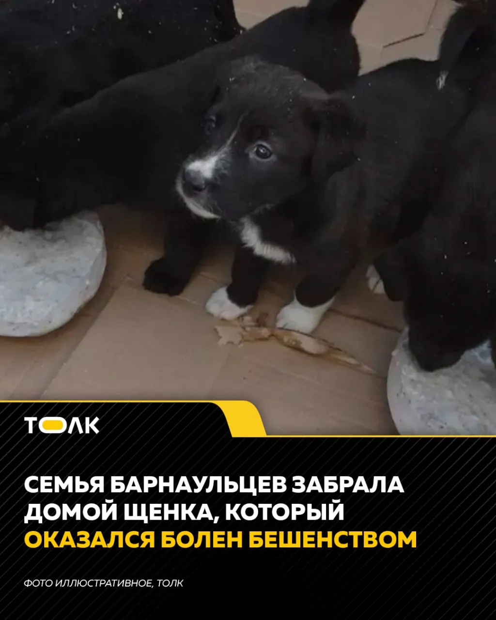 Семья подобрала щенка на обочине: питомец вскоре изменил поведение и погиб. Лаборатория подтвердила бешенство, всем контактировавшим назначена профилактическая вакцинация. Ветеринары просят не брать бездомных животных без осмотра специалиста.