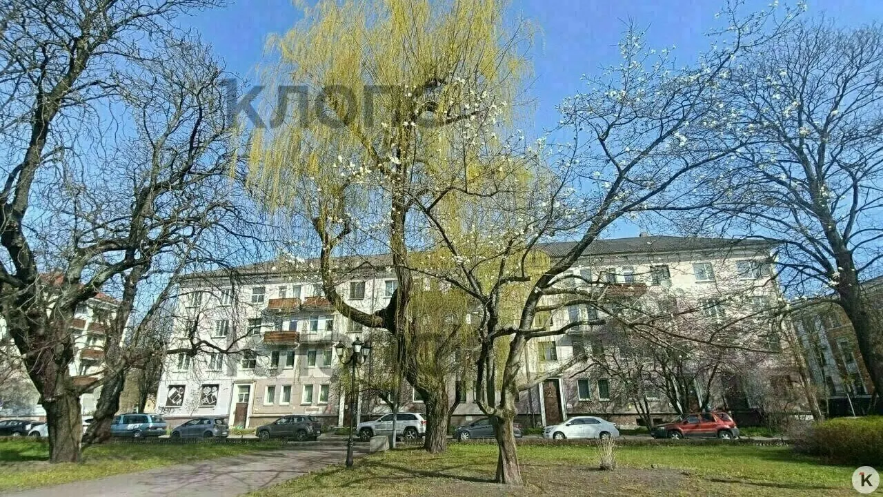 У магнолии у драмтеатра срезали ветви по всей окружности кроны до 2,8–3 м без согласования. В управлении благоустройства отметили нарушение целостности кроны; исполнителей будет выявлять полиция.