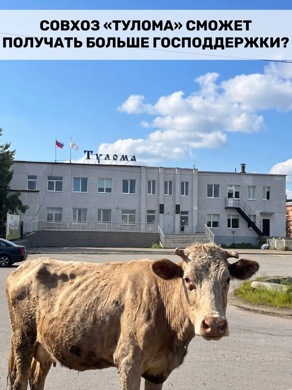 Правила выдачи субсидий для молочных предприятий изменили — теперь помощь доступна и хозяйствам с долей власти свыше 25%. Для Мурманской области это важно, но в совхозе «Тулома» сохраняются проблемы: нехватка кормов, долги и задержки зарплат, работники опасаются за поголовье.