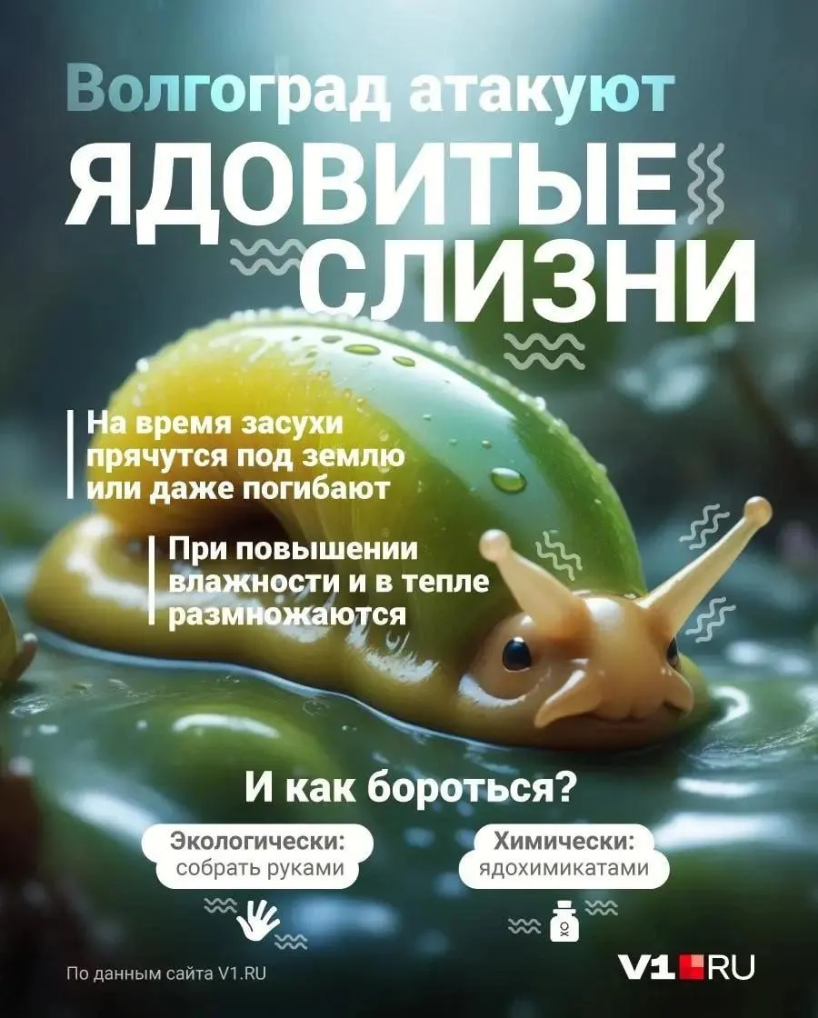 Влажные участки у рек и водохранилищ накрыла волна слизней — специалисты объясняют, какие препараты и народные способы помогут защитить огород и сохранить урожай.