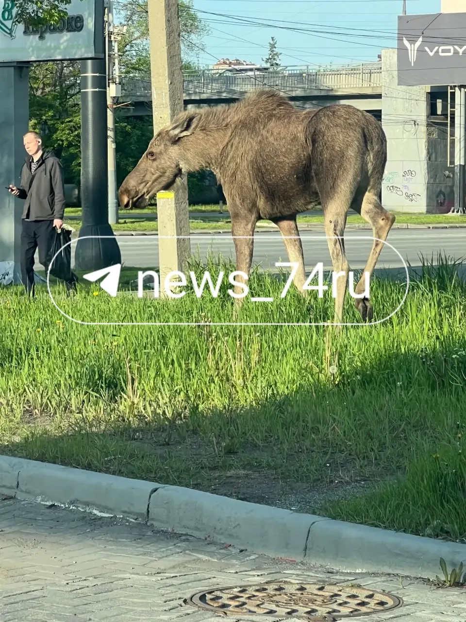 Утром в центральной части Челябинска заметили лосиху. Очевидцы обратились в экстренные службы, поступило несколько сообщений — публикуем детали и фотографии.