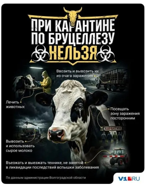 Карантин введён в хуторе Яблонский: ограничен ввоз и вывоз скота, запрещено использовать молоко от больных животных. Положительные на бруцеллёз головы отправлены на убой, случаев заражения людей не зарегистрировано.