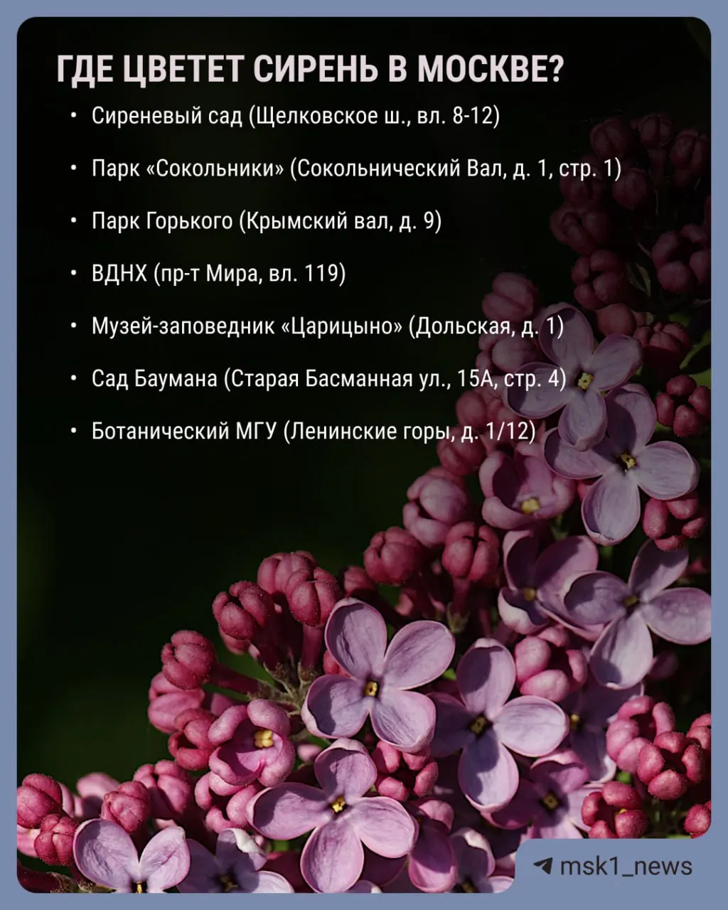 В столице массово распустились сирень, яблони, груши и вишни. В некоторых парках цветение можно увидеть на 50–70‑летних деревьях; чубушник зацветёт в конце мая.