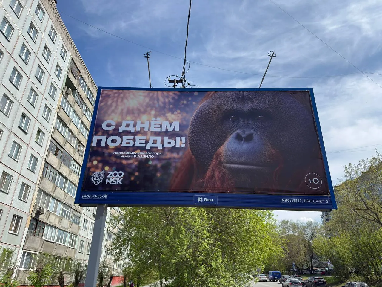 В Новосибирске сняли баннер «С Днём Победы» с изображением орангутана. Зоопарк объяснил выбор изображения, мэрия принесла извинения за неуместный контекст, прокуратура и Роскомнадзор проводят проверки.