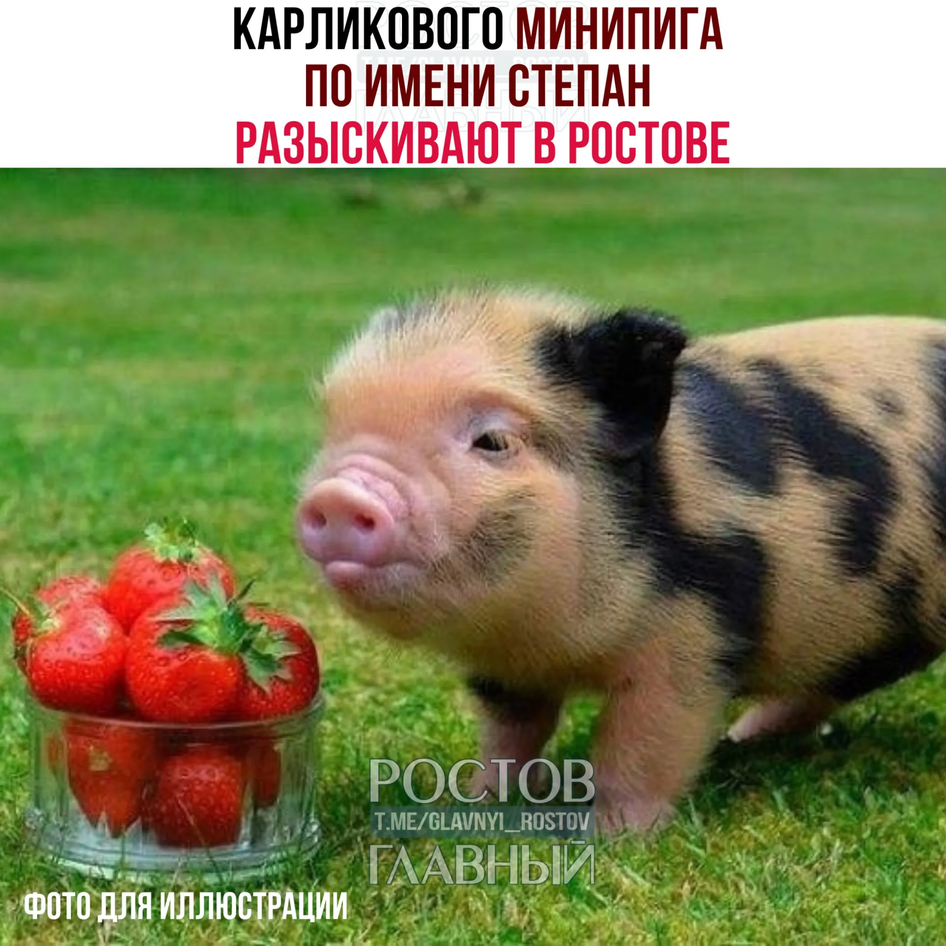 Минипиг Степан вышел из дома на улице Венеры и убежал в неизвестном направлении. Хозяева просят помощи в поисках, надеются найти питомца живым и здоровым.