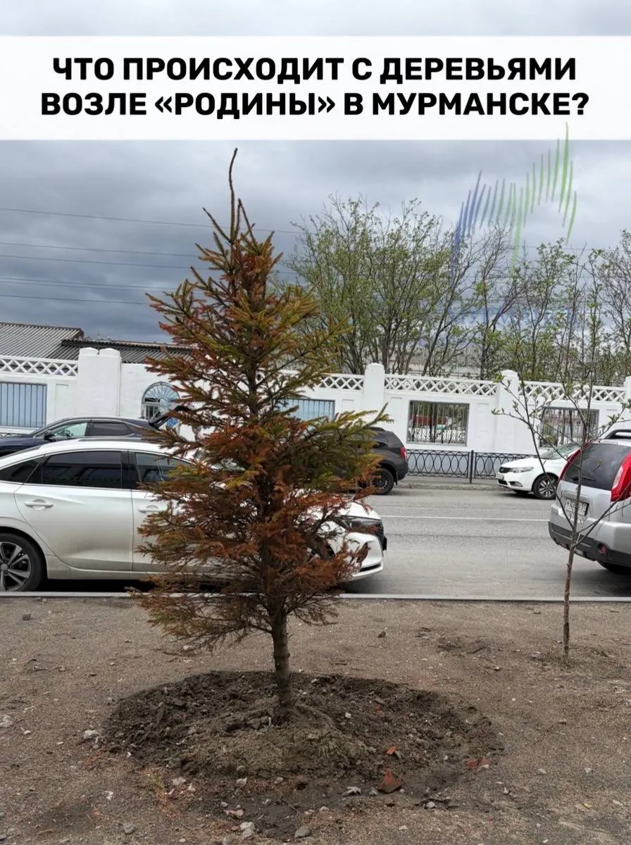 На недавно отреставрированной площади у кинотеатра «Родина» высадили хвойные саженцы. Они выглядят сухими, посажены криво, с повреждёнными корнями — жители обеспокоены качеством работ и расходованием бюджетных средств.