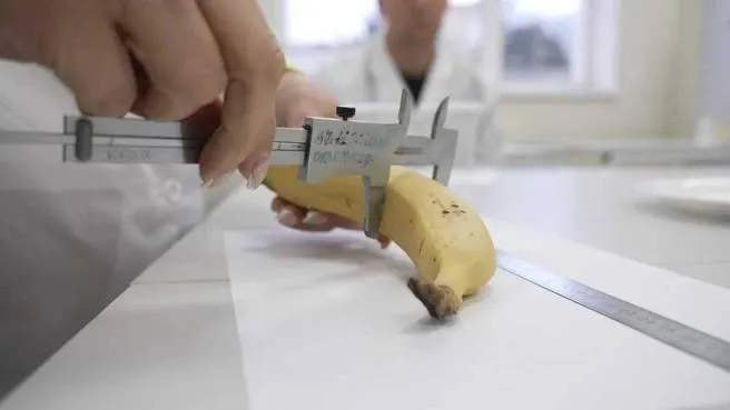 Анализ первых бананов из теплицы в Сочи выявил отсутствие пестицидов и токсичных элементов, но отмечено повышенное содержание магния.