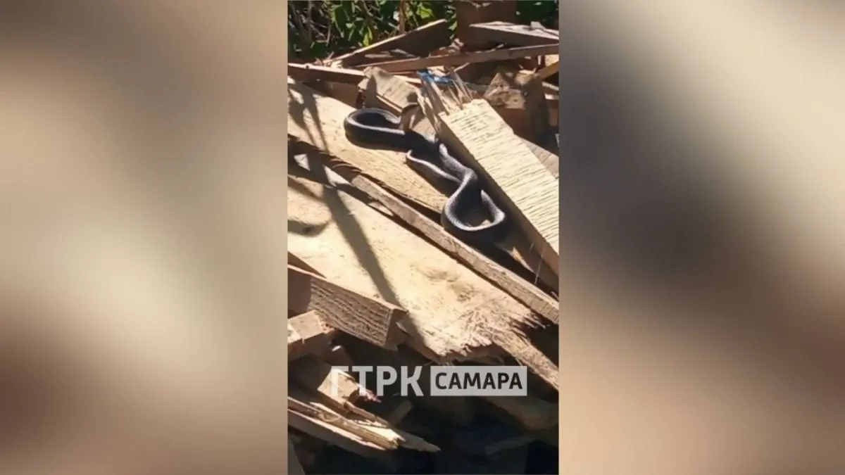 Дачники в Тольятти обнаружили на участке крупную неядовитую змею — уж примерно двух метров в длину. Она не проявляла агрессии.