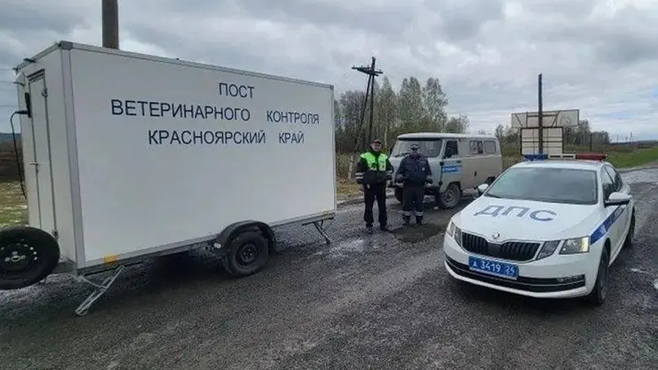 На границе с Кемеровской областью развернули посты для ветеринарного контроля: проверяют животных, мясо и документы. В Кузбассе официально отрицают вспышку пастереллеза, местные фермеры сообщают о вакцинациях и массовом убое скота.