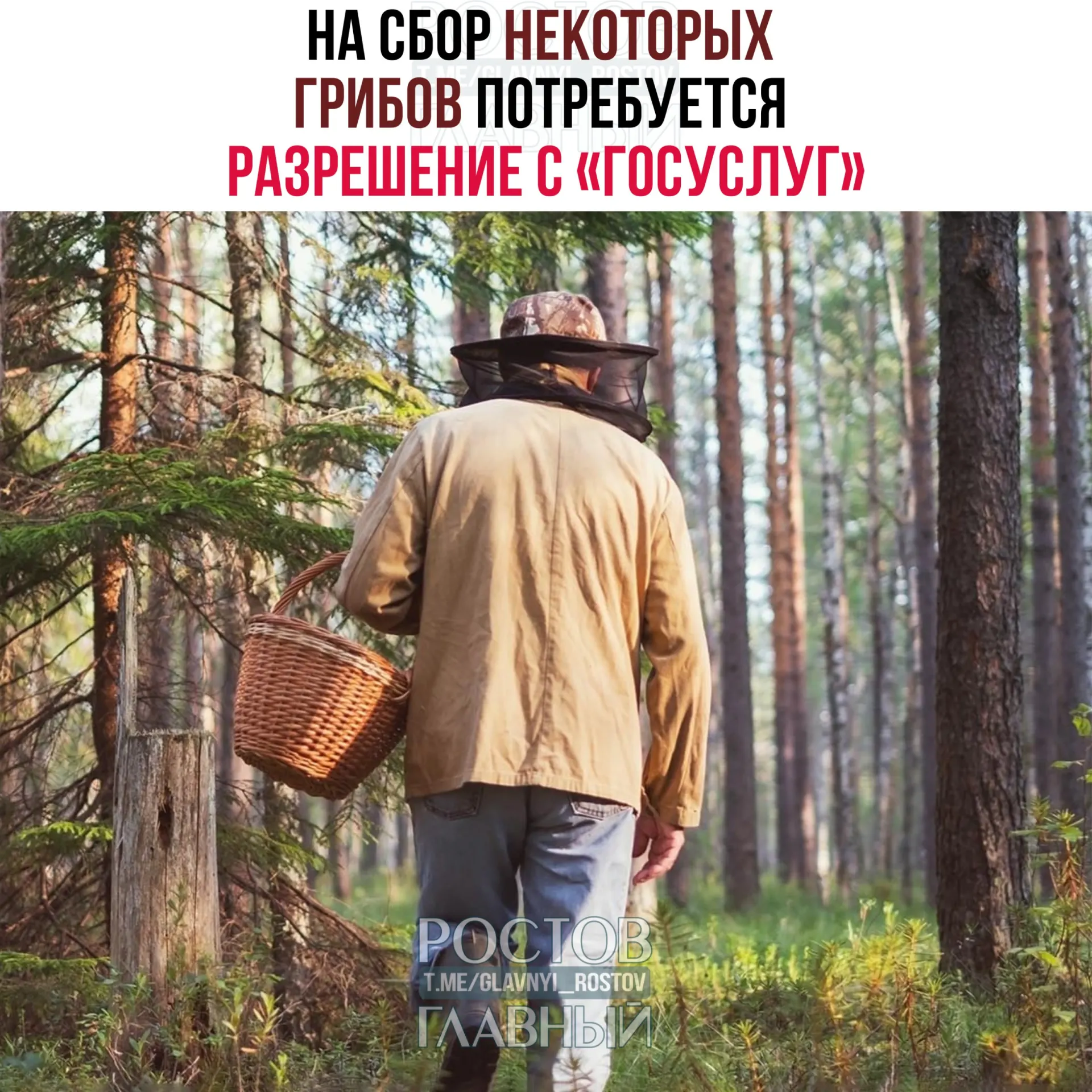 Для сбора некоторых редких видов грибов потребуется заявка на портале «Госуслуги» — её будут рассматривать до 15 дней. Сбор краснокнижных грибов без разрешения грозит уголовной ответственностью.
