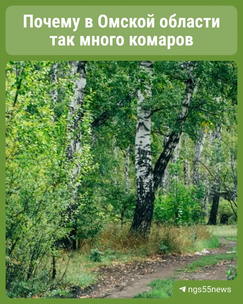 Жители Омска и области жалуются на нашествие комаров. По словам ветеринарного специалиста, основная причина — сочетание большого числа личинок в водоёмах, даже мелких, и тёплой погоды весной.