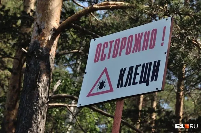С начала сезона более 1 600 жителей Приморского края обратились после присасывания клещей; 42,2% исследованных паразитов были инфицированы, чаще всего регистрировали риккетсиоз.