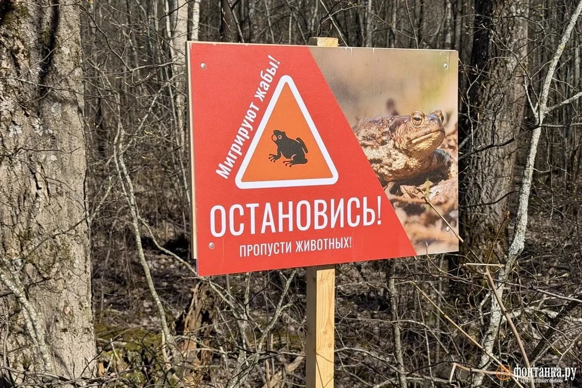Волонтёры помогают серым жабам переходить дорогу весной, но без звероперехода миграция остаётся опасной — власти откладывают строительство из‑за отсутствия финансирования.
