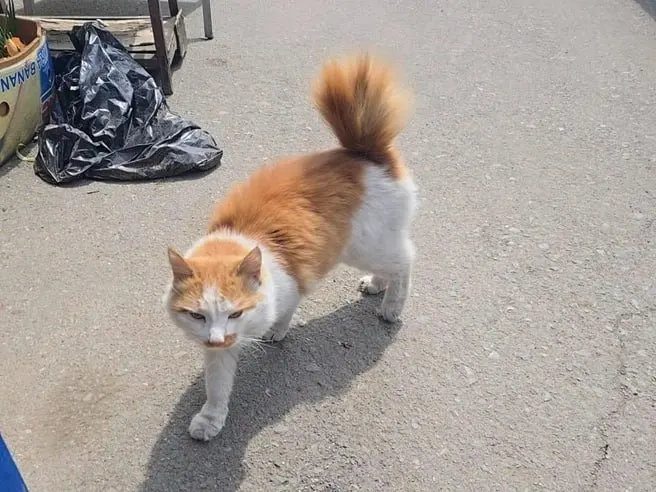 Кота по кличке Кадзи вытащили из задымлённого контейнера во время пожара на территории бывшего Спортивного рынка; сейчас он поправляется, волонтёры ищут для него семейный приют.