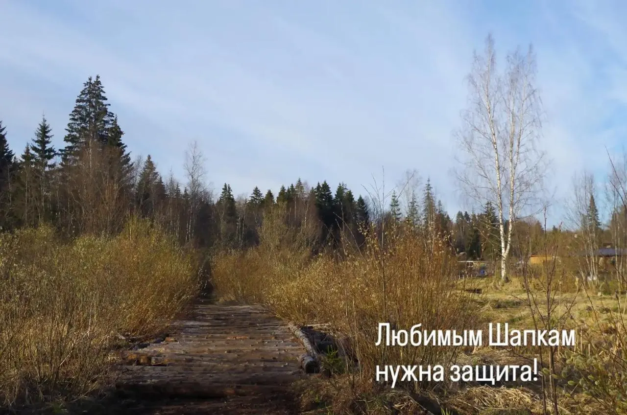 В поселке Шапки Ленинградской области началась подготовка к разработке карьеров: местные жители и экологи обеспокоены угрозой для моренных пейзажей, болот, лесов и запасов воды.