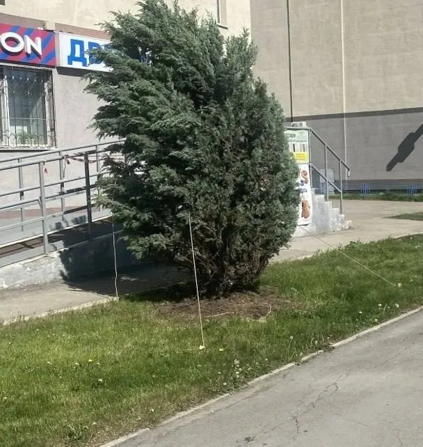 Дерево с оголёнными и сохнувшими корнями восстановили: его подкопали и закрепили растяжками, теперь ёлочка продолжит радовать горожан.