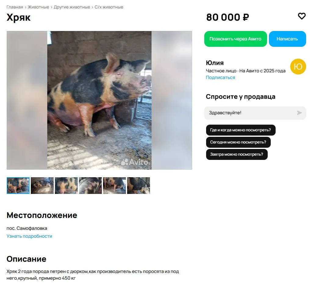 Хряк весит около 500 кг и продаётся из‑за проблем с половым поведением — хозяйка говорит, что молодые свиноматки не выдерживают. Местный фермер называет покупку выгодной инвестицией.