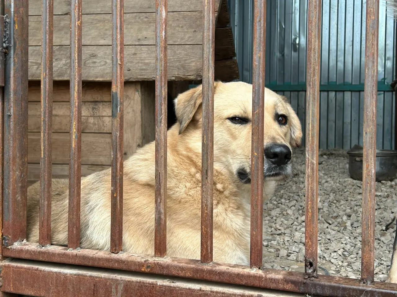 В заражённой области безнадзорные собаки покусали людей. Руководителя департамента признали виновной в халатности и оштрафовали на 100 тысяч рублей, но наказание не применили из‑за истечения сроков давности.