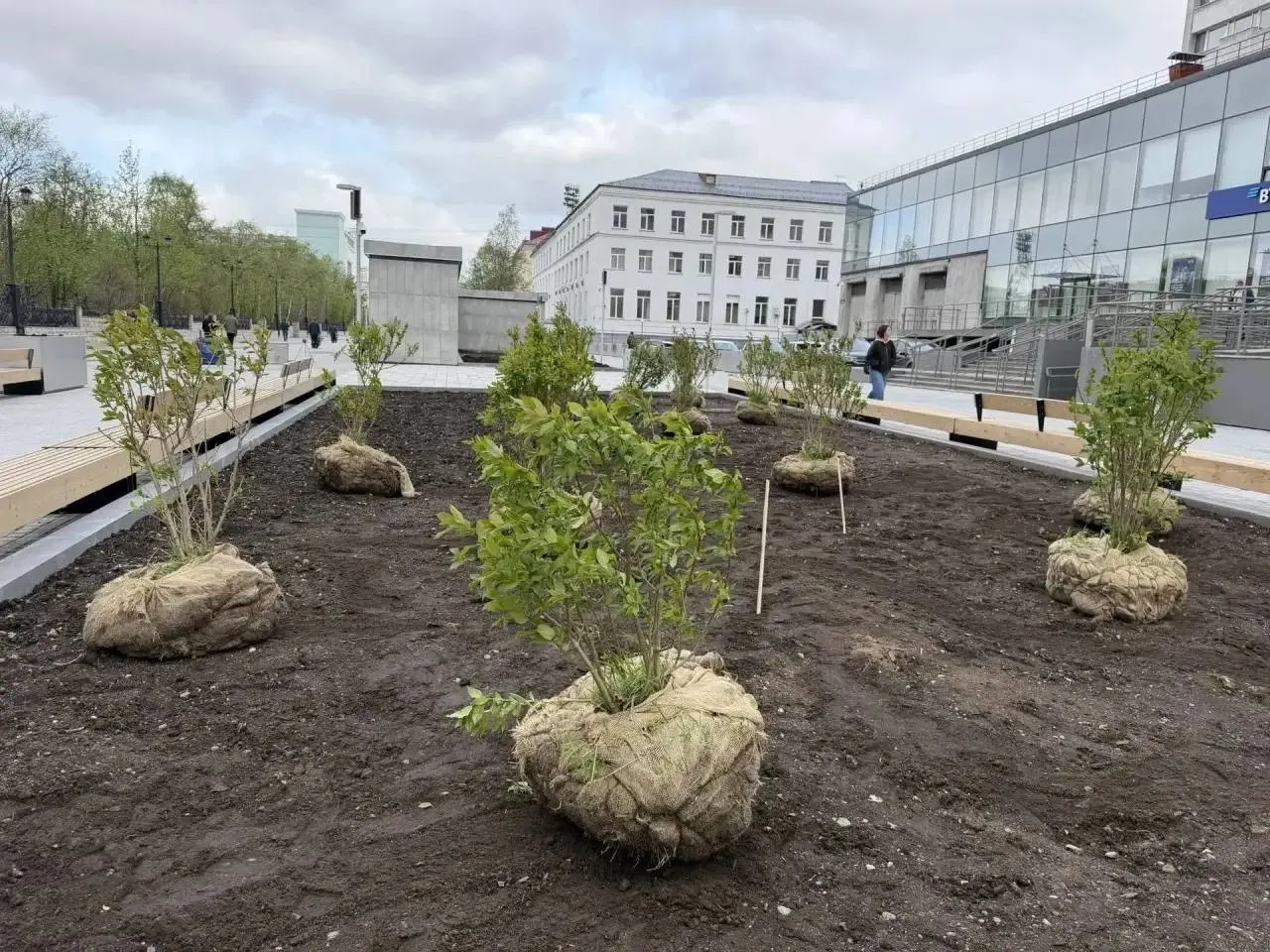 Подготовка грунта идёт на пешеходной улице: стратегию посадок разработали вместе со специалистами ботанического сада‑института КНЦ РАН. В планах — более 100 деревьев и кустарников.