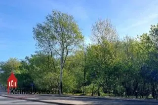 Власти согласовали вырубку 149 деревьев вдоль Гагаринского ручья для возведения магазина. Владелец получил порубочный билет; в качестве компенсации планируется посадка деревьев на улице Куйбышева.