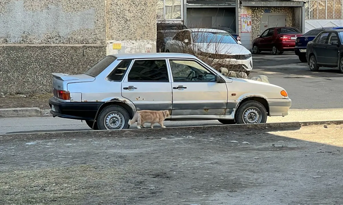 В Петрозаводске неизвестный выстрелил в домашнего кота: при обследовании выявили две пули, одну — под кожей, вторую — в органах. Хозяйка сообщает о большой гематоме, назначена операция; она намерена обратиться в полицию и просит жителей района не отпускать животных.