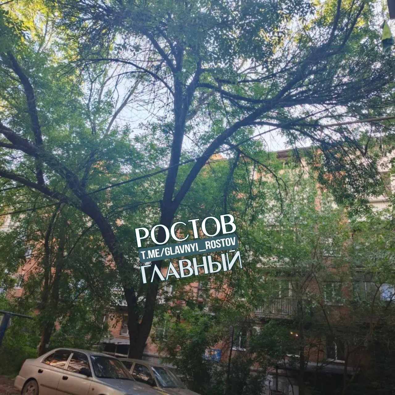 Житель Ростова-на-Дону жалуется, что управляющая компания «Армада» отказывается спилить опасное дерево, хотя у администрации района есть разрешение на работы до 26.11.2026.