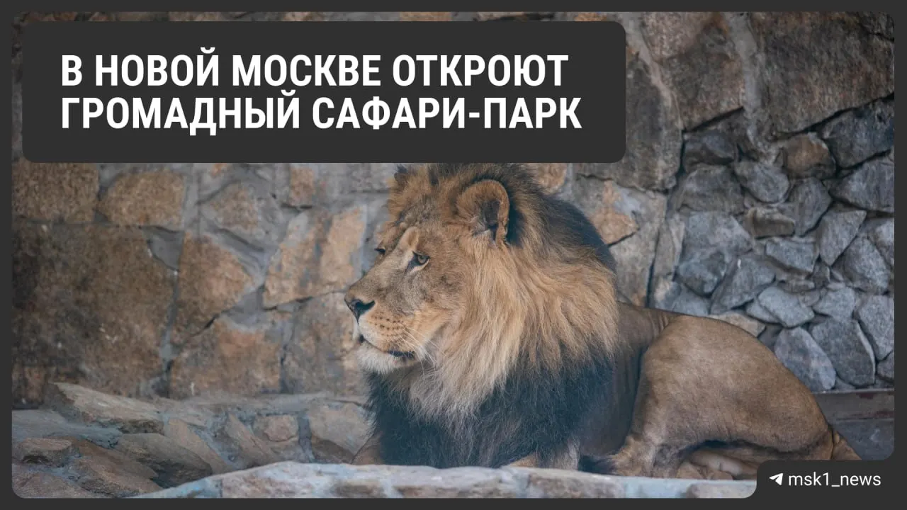 15 мая на Калужском шоссе откроется 56 гектаров территории с океанариумом, детской зоной и «Джунглями», где животные будут почти на свободе; взрослый билет — 2,5 тыс. рублей.