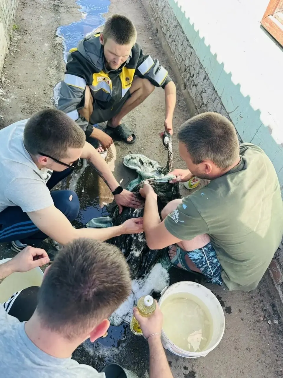 В Кинель-Черкасском районе белого лебедя обнаружили полностью испачканным в чёрную субстанцию. Местные жители попытались отмыть птицу, власти направили запрос в профильные службы — при сильном загрязнении шансы на выживание птицы невысоки.