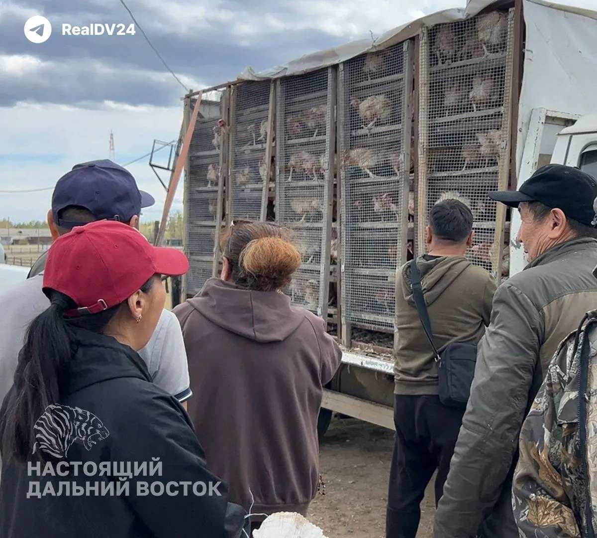 В нескольких улусах Якутии резко вырос спрос на кур-несушек: количество заявок увеличилось, цены на яйца растут, часть затрат частично компенсируется региональными программами.