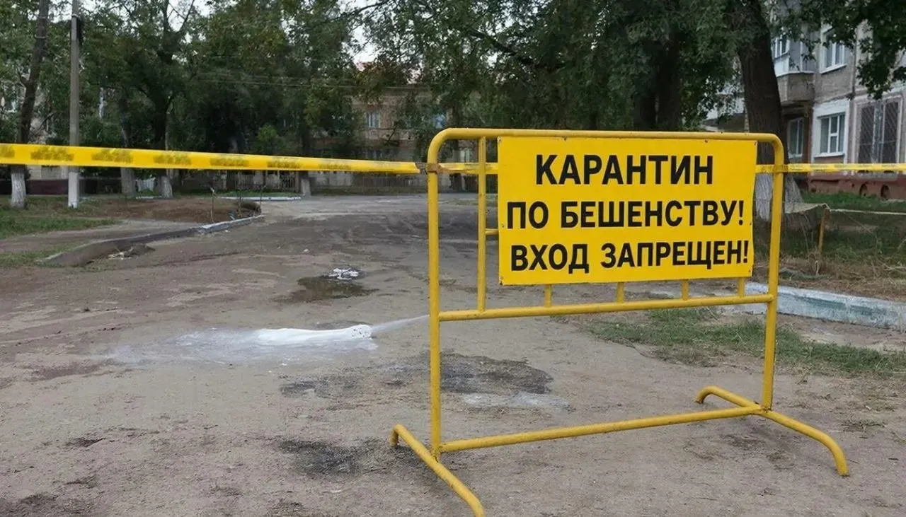 В Барнауле обнаружили новые очаги бешенства в Октябрьском районе и в посёлке Ягодное; в этих зонах введён карантин. Ограничения будут действовать в течение 60 дней после последнего зарегистрированного случая заболевания у животных.