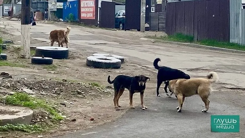 По данным следственного управления по Саратовской области, за последние пять лет зарегистрировано свыше 60 уголовных дел, связанных с укусами и нападениями уличных собак на людей. В числе дошедших до суда — дело бывшего гендиректора организации, занимавшейся содержанием животных.