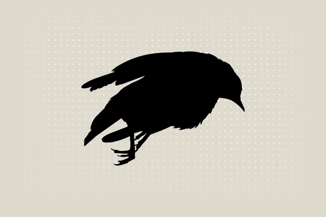 Короткие и практичные рекомендации — как обезопасить птицу, что делать при ударе о стекло, как помочь больной птице, слетку или птенцу и как не навредить самому себе.