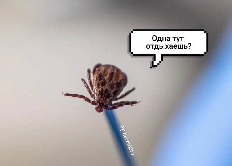 Роспотребнадзор сообщает: с начала сезона в регионе пострадали 945 человек; у 76 клещей обнаружили ДНК боррелиоза, ещё один оказался заражён вирусом клещевого энцефалита.