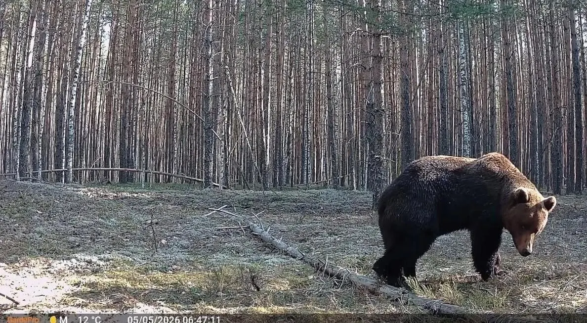 В мае фотокамеры в лесах Нижегородской области зафиксировали два эпизода с медведями и один — с рысью, которая сидела в засаде в ожидании добычи.