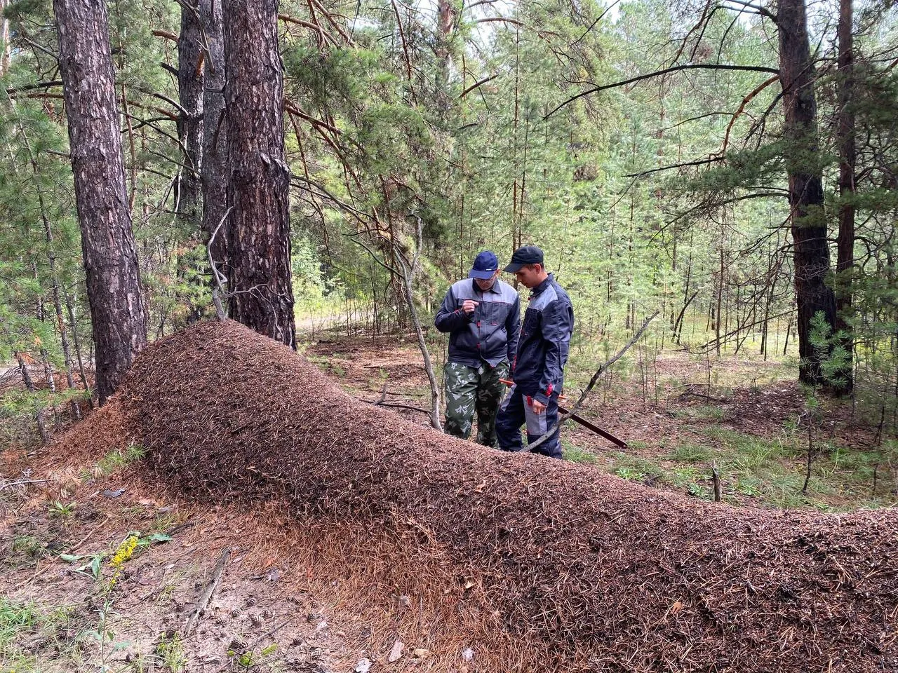 На границе Павловского и Топчихинского районов Алтайского края обнаружен вытянутый муравейник на упавшем дереве. Его надземная часть достигает 105 см, а под землёй гнездо может уходить на 2–5 метров.