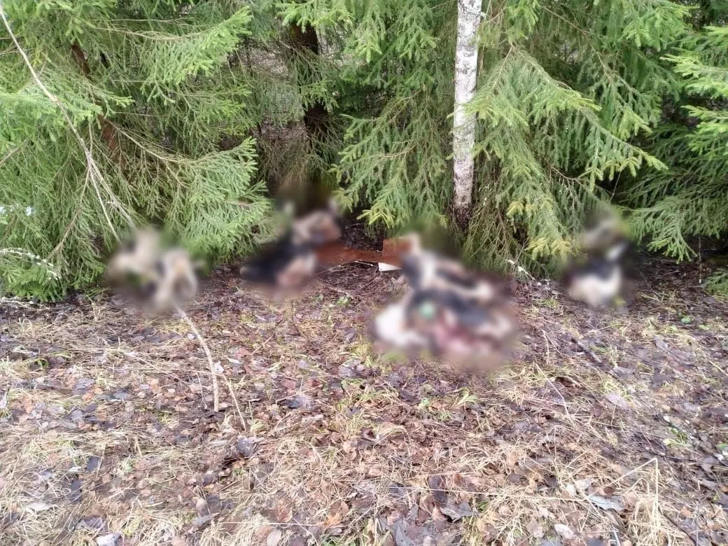 Жители деревни Мархачево пожаловались на свалку коровьих голов — эксперты взяли пробы, а в администрации не уточнили, кто займётся утилизацией.
