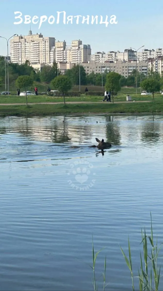 Животное с травмированной ногой заметили в Мартыновском сквере: лось боится выходить на берег, заявка в профильные службы принята и находится в работе.